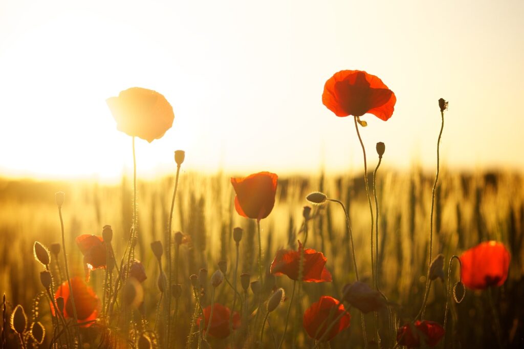 poppies, field, sunset, laptop wallpaper, dusk, sunlight, free background, flower wallpaper, wallpaper hd, floral background, flowers, meadow, beautiful flowers, bloom, 4k wallpaper, blossom, free wallpaper, 4k wallpaper 1920x1080, cool backgrounds, flowering plant, ornamental plant, flower background, windows wallpaper, plant, wallpaper 4k, flora, mac wallpaper, desktop backgrounds, full hd wallpaper, hd wallpaper, nature, beautiful wallpaper, background