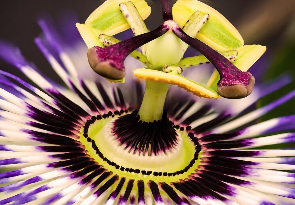 nature, flowers passion flower, passiflora, blossom, bloom, pistils, nectar, macro, summer, exotic, passiflora, passiflora, passiflora, passiflora, passiflora, exotic, exotic, exotic