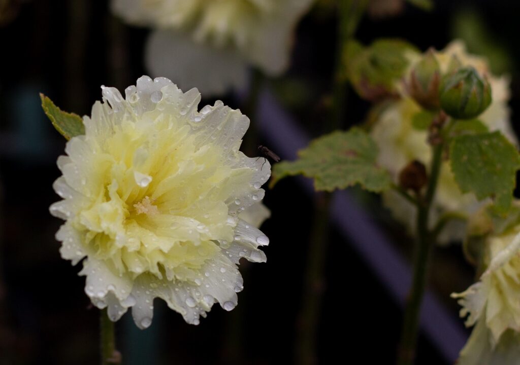 alcea rosea pleniflora, hollyhock, flower wallpaper, beautiful flowers, light yellow, double, summer rain, flower background, flower, garden, nature, nice